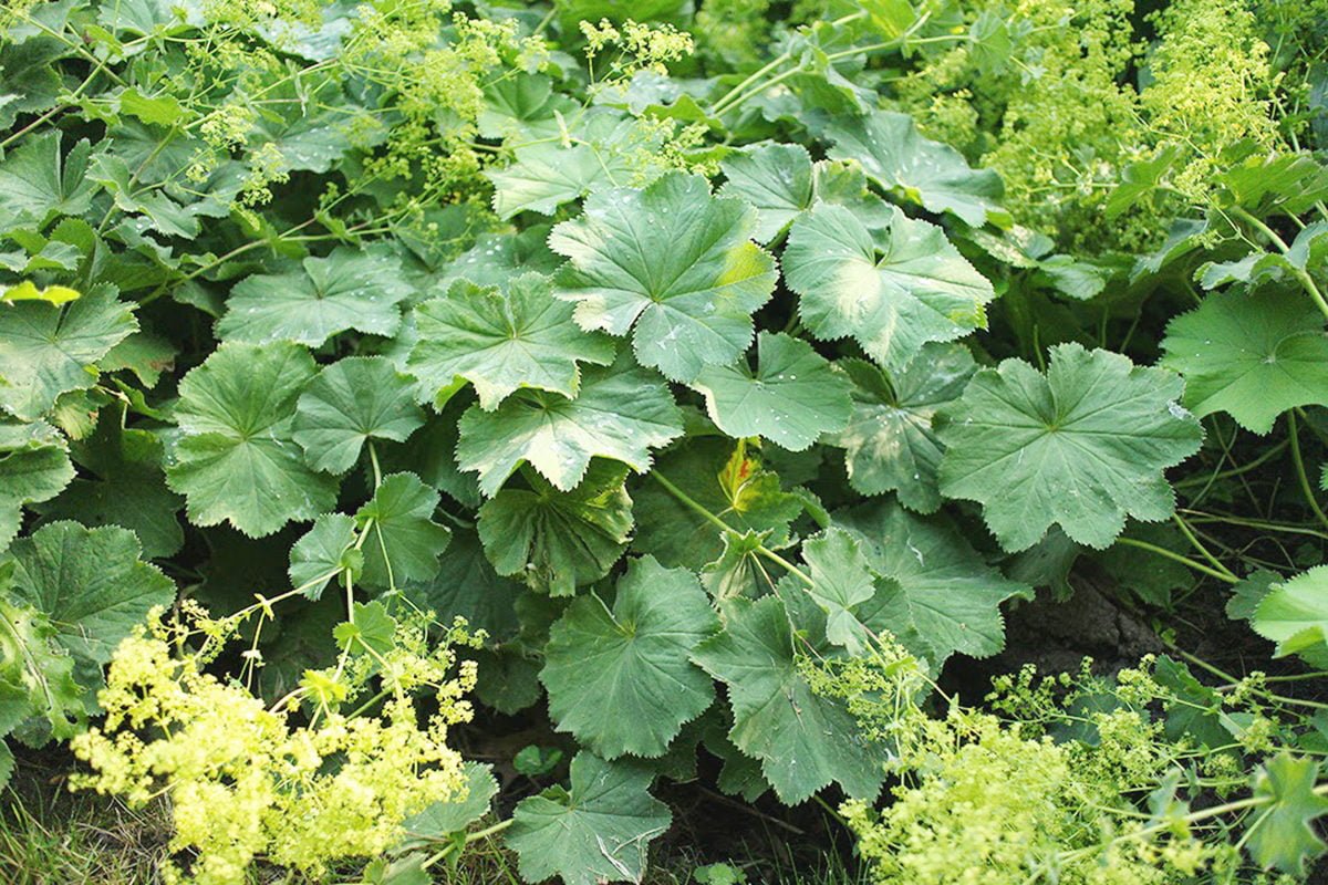 Comprehensive Guide to the Benefits of Lady's Mantle Supplements