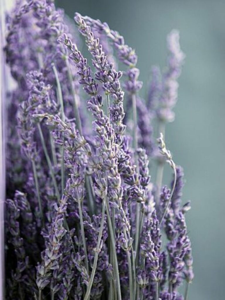 The Comprehensive Guide to the Benefits of Lavender Supplements