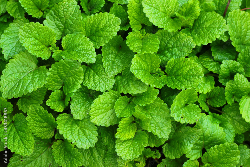 The Comprehensive Guide to the Benefits of Lemon Balm Supplements