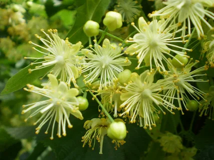 The Comprehensive Guide to the Benefits of Lime Flower Supplements