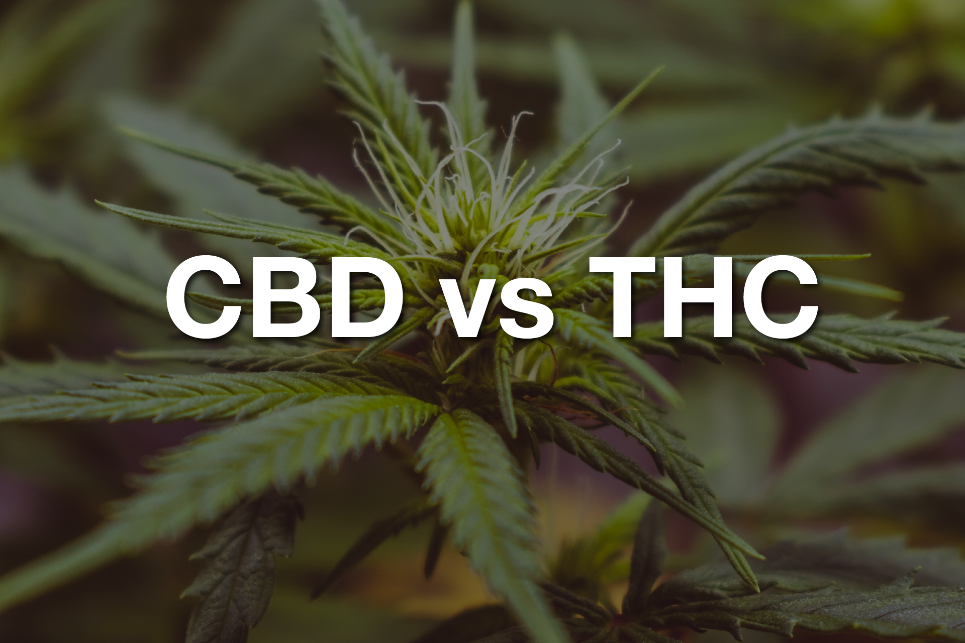 What are THC-O Products