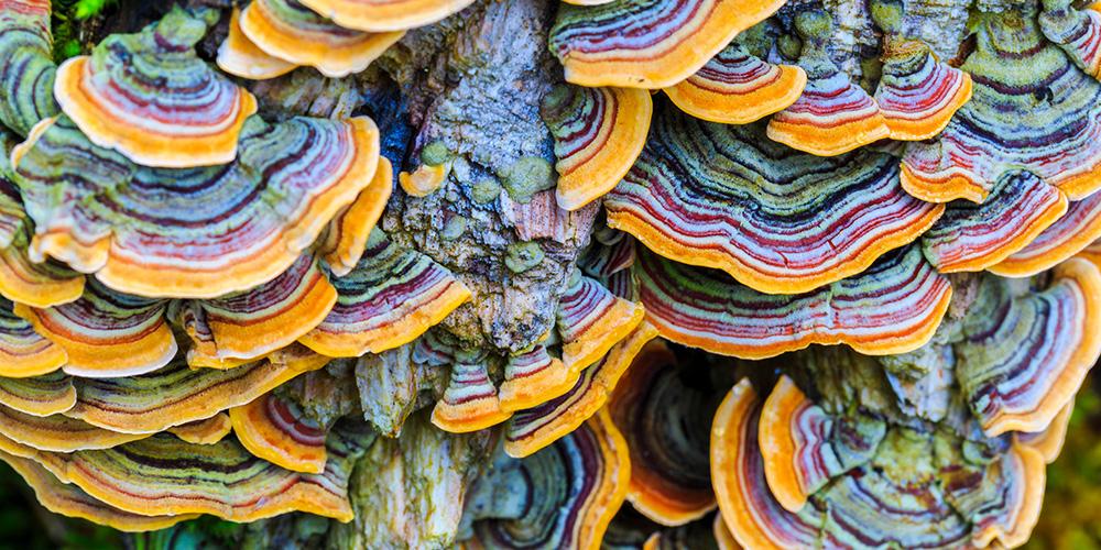 Exploring the Remarkable Benefits of Turkey Tail Functional Mushrooms
